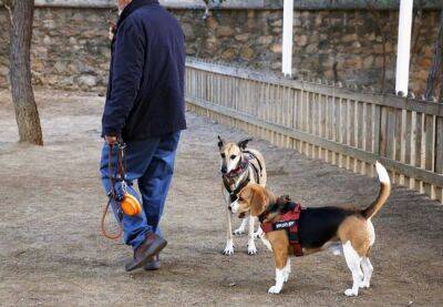 Хавьер Триас - В Барселоне запретят выгул собак без поводка - catalunya.ru - Испания
