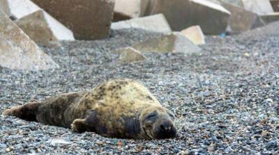 На пляже в Испании нашли спящего тюленя - noticia.ru - Испания
