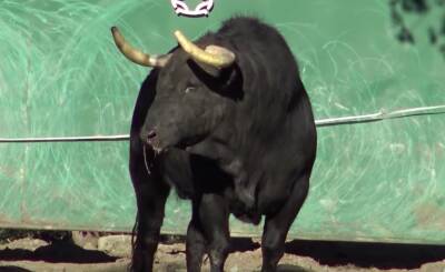 В Испании бык насмерть забодал зоотехника - noticia.ru - Испания