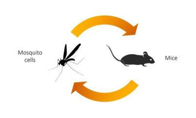 Небольшая мутация может сделать вирус Зика более опасным - allspain.info - Испания - штат Калифорния