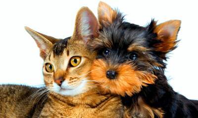 Ветеринары Испании: омикрон способен заражать домашних животных - allspain.info - Испания