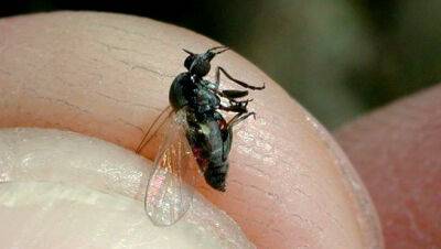 Черные мухи в Испании потенциальные переносчики разных вирусов - allspain.info - Испания - Мадрид