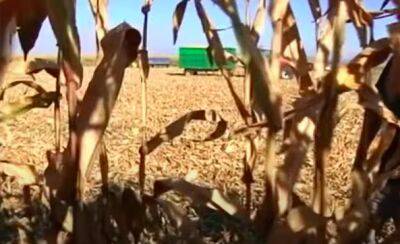 Испания ищет замену украинской кукурузе - noticia.ru - Украина - Испания
