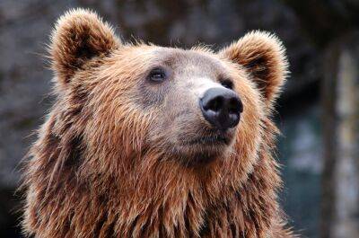 Судьба бурого медведя в Астурии - espanarusa.com - Испания