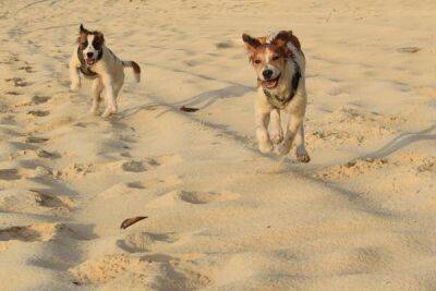 Пляж для собак Валенсии снова открыт - espanarusa.com - Испания
