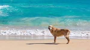 Собачьи пляжи Каталонии - espanarusa.com - Испания