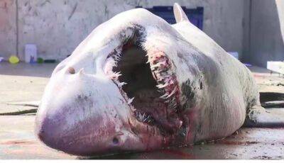 На северо-западе Испании нашли редкую акулу - noticia.ru - Испания