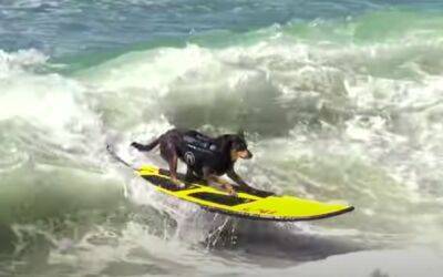 В Испании прошли соревнования по сёрфингу среди собак - noticia.ru - Австралия - Испания - Сша