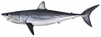 Самая быстрая акула в мире замечена в водах Гаррафа - espanarusa.com - Испания