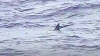 В провинции Барселона из-за акулы закрыли четыре пляжа - noticia.ru
