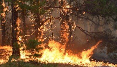 На юге из-за аномальной жары продолжают распространяться лесные пожары - ukrinform.ru - Испания - Франция - Португалия - Греция - Венгрия - Хорватия