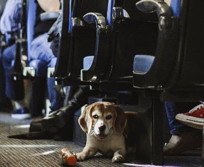 Поезда в Испании: Renfe позволит собакам весом до 40 килограммов ездить в поездах - abcspain.ru - Испания - Мадрид