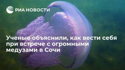 Ученые посоветовали не плавать вблизи медуз-корнеротов в Сочи - ria.ru - Россия - Испания - Сочи