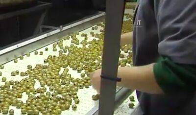 Засуха может снизить урожай оливок в Кордове в два раза - noticia.ru - Испания