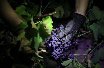 Испанские виноделы переходят на ночной сбор урожая - noticia.ru - Мадрид