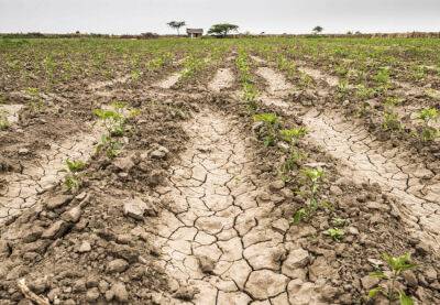 Засуха нанесла серьезный урон сельскохозяйственному сектору Испании - catalunya.ru - Испания