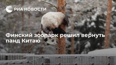 Финский зоопарк в Эхтяри решил вернуть панд Китаю из-за финансовых проблем - ria.ru - Евросоюз - Китай - Финляндия - Хельсинки