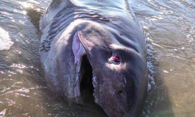 На пляже в Аликанте нашли пятиметровую акулу - noticia.ru