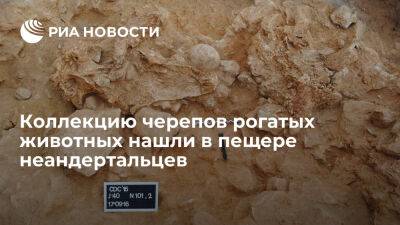 Коллекцию черепов животных, которой 40 тысяч лет, нашли в пещере неандертальцев в Испании - ria.ru - Испания - Москва