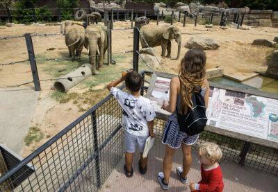 Зоопарк Барселоны бьет рекорд по количеству посещений - catalunya.ru - Испания