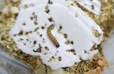 Учёные из Испании впервые обнаружили насекомых с разлагающей пластик слюной - obzor.lt - Испания