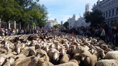 И снова овцы на улицах Мадрида - espanarusa.com - Испания - Мадрид