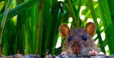 В Испании человека могут посадить в тюрьму за убийство крысы - catalunya.ru - Испания