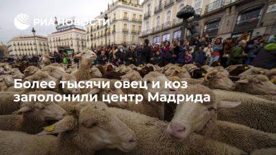 Стадо из 1100 овец и 200 коз прошло по центру Мадрида в рамках фестиваля - ria.ru - Испания - Мадрид