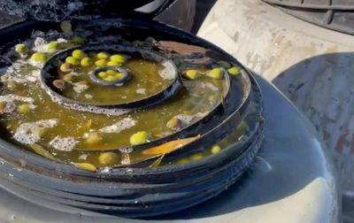 В Испании изъяли украденные оливки стоимостью €500 тысяч - korrespondent.net - Украина - Испания - Анкара