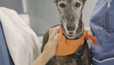 В Барселоне запустили собак в отделения интенсивной терапии - noticia.ru