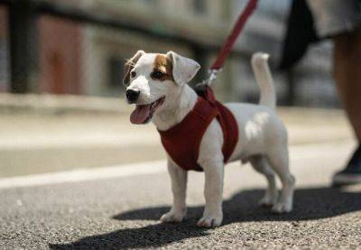 В Барселоне вступает в силу новое правило: выгул собак без поводка теперь предусматривает штрафы - catalunya.ru - Испания