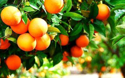 Что происходит с выращиванием апельсинов в Испании: «цитрусовая болезнь», поражающая сектор и приводящая к росту цен - allspain.info - Испания