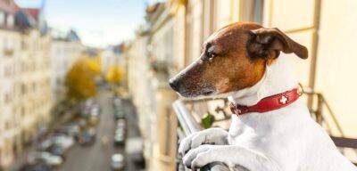В Испании запретят надолго оставлять собаку одну дома - noticia.ru - Испания