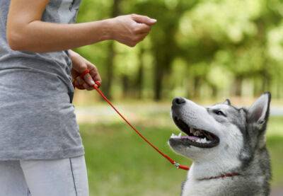 Новый закон для владельцев собак вступил в силу в Испании - catalunya.ru - Испания