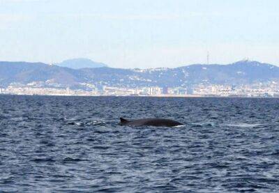 Наблюдение за китами становится популярным в Каталонии - catalunya.ru - Испания