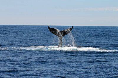 Увидеть китов недалеко от Барселоны - espanarusa.com