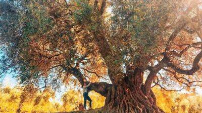 В Испании выбрали самое величественное оливковое дерево - noticia.ru - Испания
