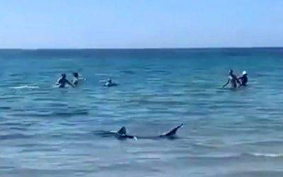Двухметровая акула напугала купальщиков и заставила эвакуировать пляж в Ориуэле - allspain.info - Испания
