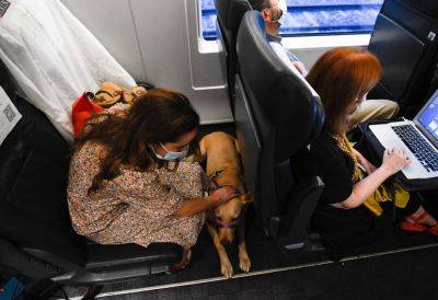 В поезда AVE стали пускать с большими собаками - noticia.ru