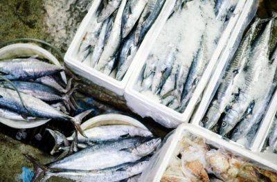Три вида рыбы, от которых эксперты советуют отказаться в Испании - espanarusa.com - Испания - Китай