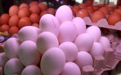 Контроль за приготовлением яиц в заведениях Испании - espanarusa.com - Испания