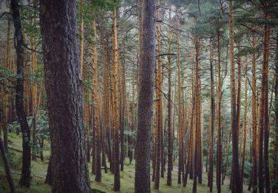 В Каталонии погибают хвойные леса - catalunya.ru - Испания