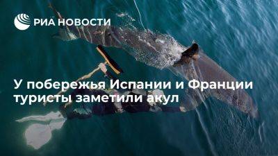 СМИ: у побережья Испании и Франции туристы заметили синих акул - ria.ru - Испания - Франция - Москва