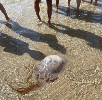 На пляже в Аликанте нашли огромную медузу - noticia.ru