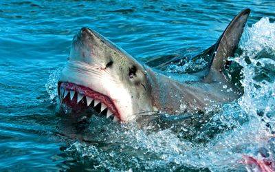 Пляжи Валенсии закрыты из-за присутствия голубой акулы - allspain.info - Испания