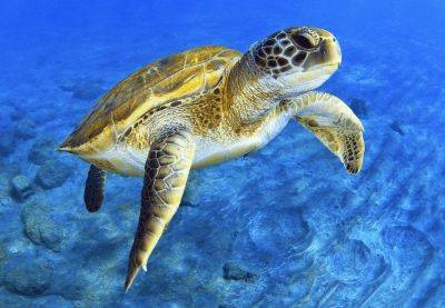 Коста Брава - Головастые морские черепахи Логгерхед появились на Коста Брава - catalunya.ru - Испания