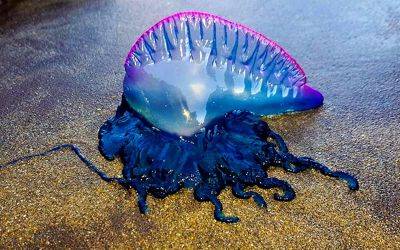 Испанское лето: медузы, рыбы-пауки и черные мухи - allspain.info - Испания