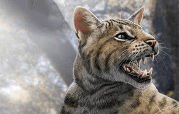В Испании обнаружили новый вид кошек, живших 15 миллионов лет назад - charter97.org - Испания - Мадрид - Белоруссия - Беларусь