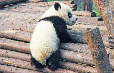 Из Испании в Китай вернулись три панды с родителями - ont.by - Испания - Белоруссия - Китай - Беларусь