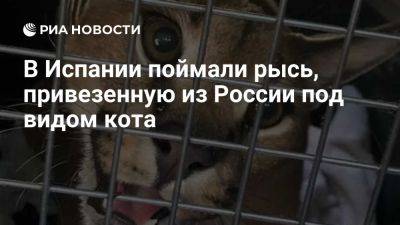 В Испании поймали степную рысь, привезенную из России под видом домашнего кота - ria.ru - Россия - Испания - Москва - Марбелья
